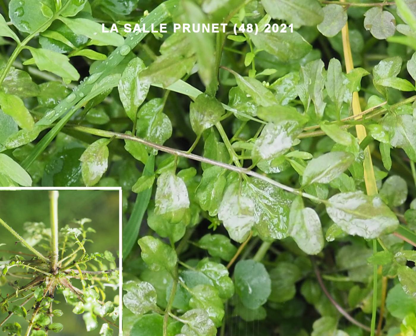 Bittercress, Wavy leaf